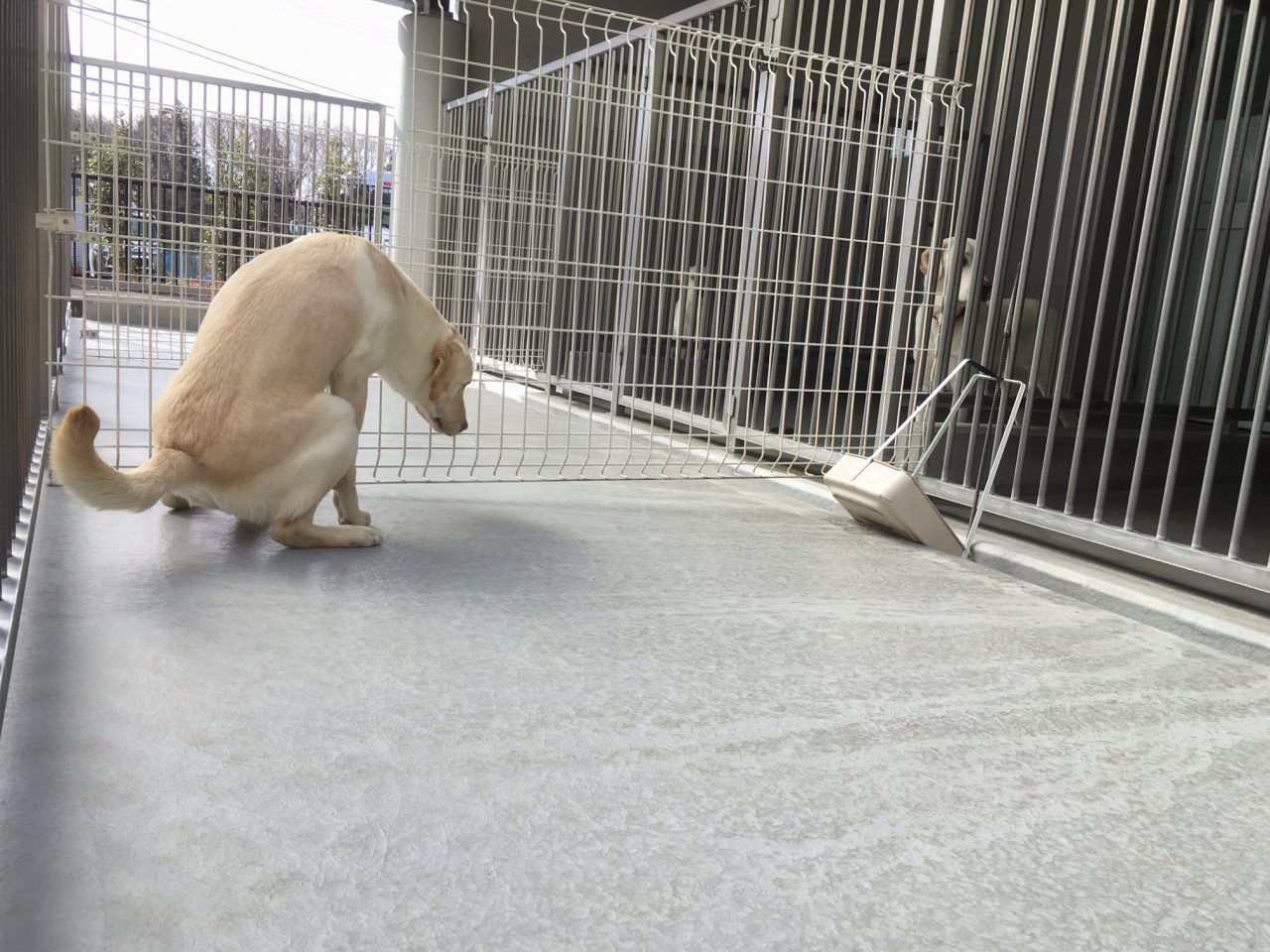 犬達のトイレ練習場